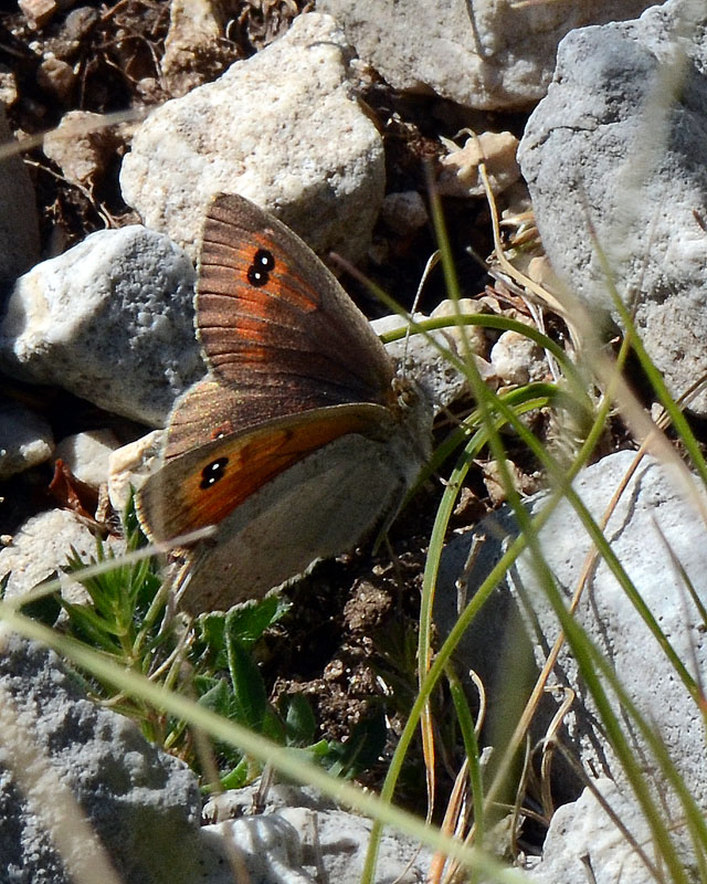 Erebia carmenta ?